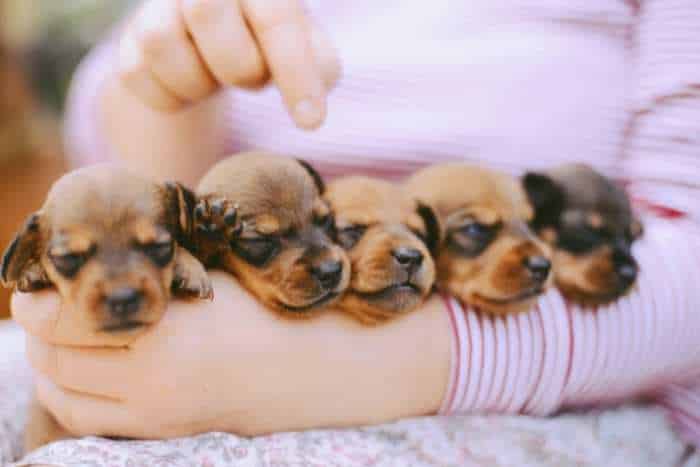 Allevamento di cani cuccioli