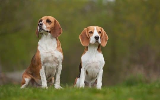 Cane beagle