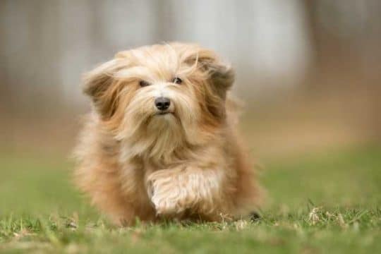 Bichon havanais