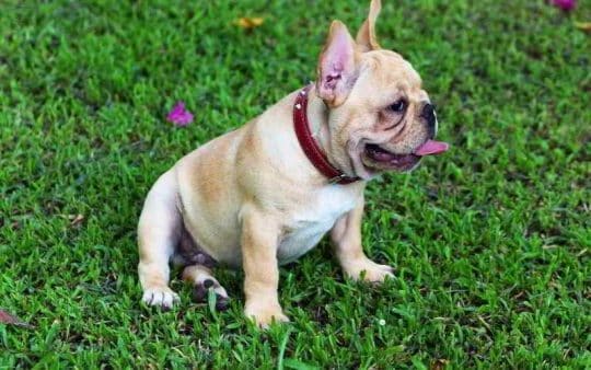 Bouledogue Francese: info su carattere, peso e taglia