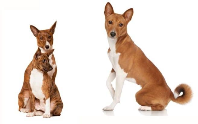 Cane basenji: carattere, addestramento. Scopri la razza