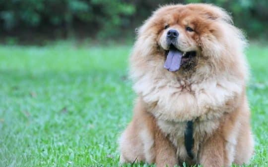Cane chow chow