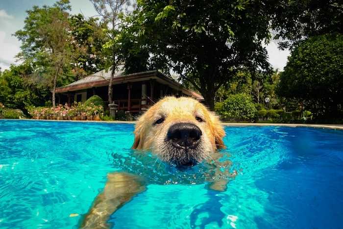 Cane dentro ad una piscina per cani