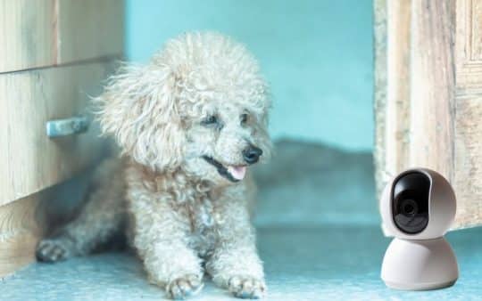 Come scegliere la telecamera per cani Barboncini