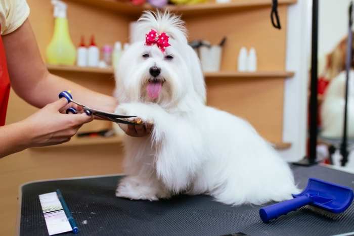 Foto di come toelettare un maltese