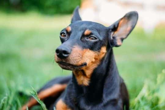 Pinscher
