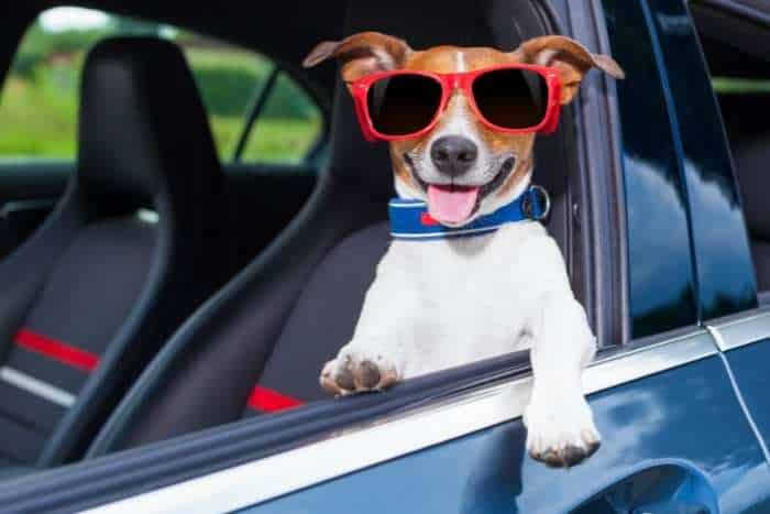 Foto di cane in auto