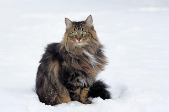 Gatto delle foreste norvegesi