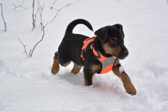 Jagdterrier: tutte le caratteristiche di questa razza