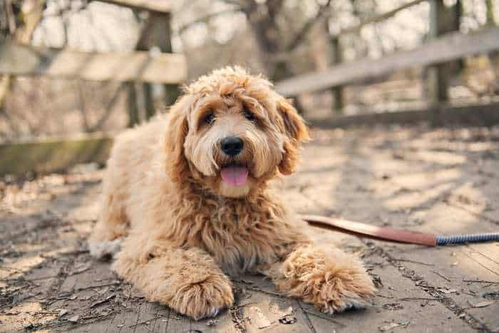 Foto di Labradoodle