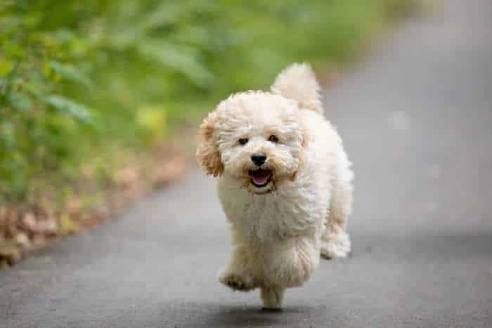 Immagine di Maltipoo