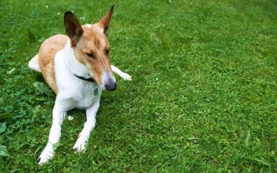 Smooth Collie Lassie a pelo corto, che tipo di cane è