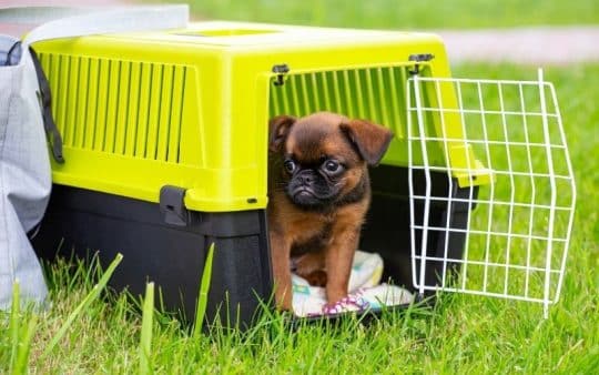 Trasportini per cani