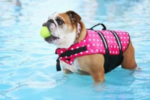 addestramento bulldog 