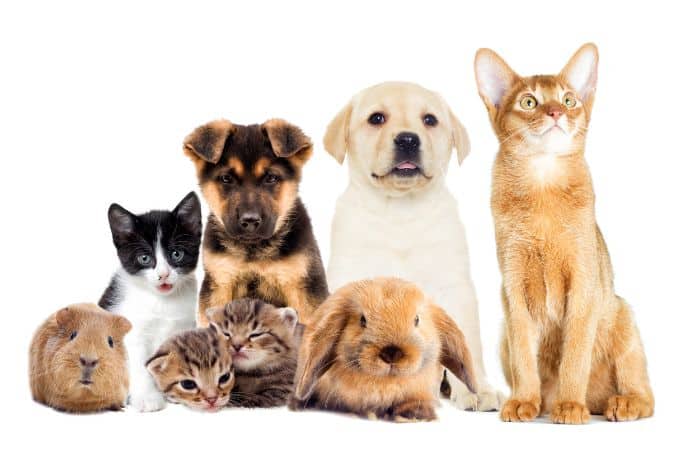 Foto di animali domestici