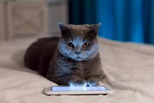 Le migliori App per gatti