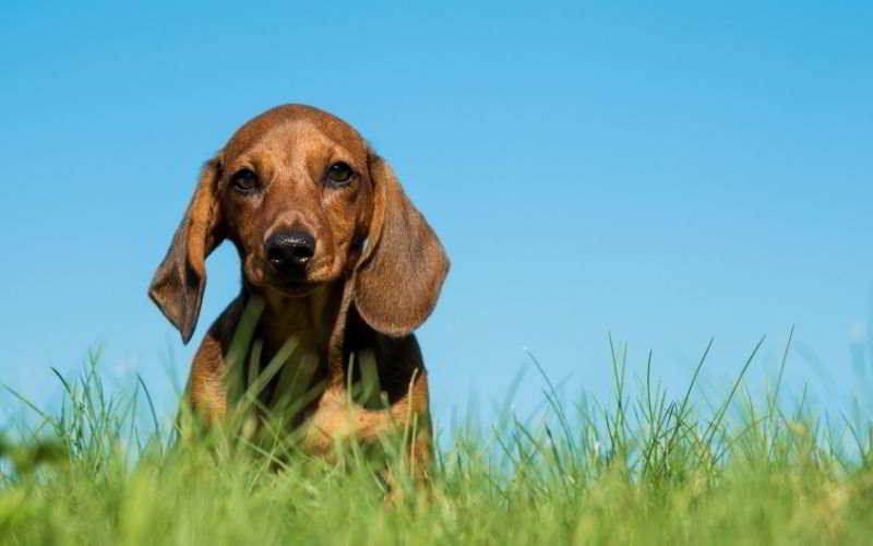 cane bassotto