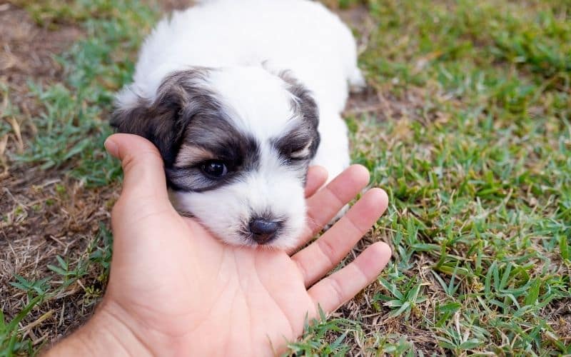 brison frise cuccioli con foto