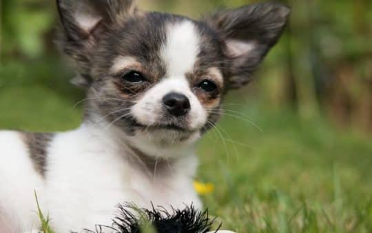 Cane chihuahua