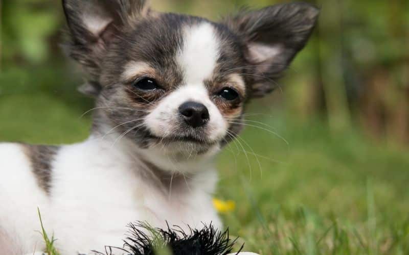 cane chihuahua foto