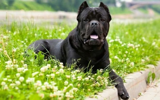 Cane corso carattere e caratteristiche