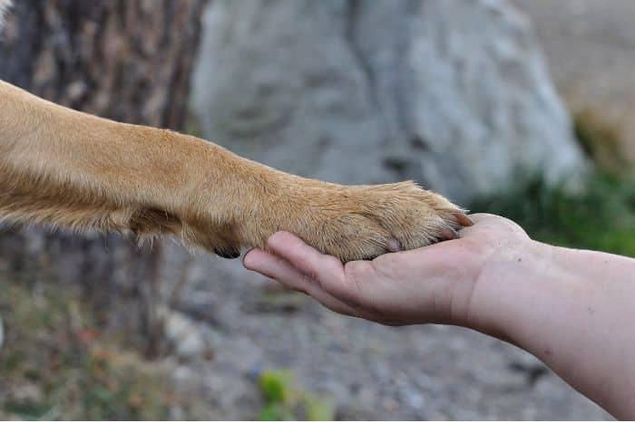 Come scegliere un cane da compagnia