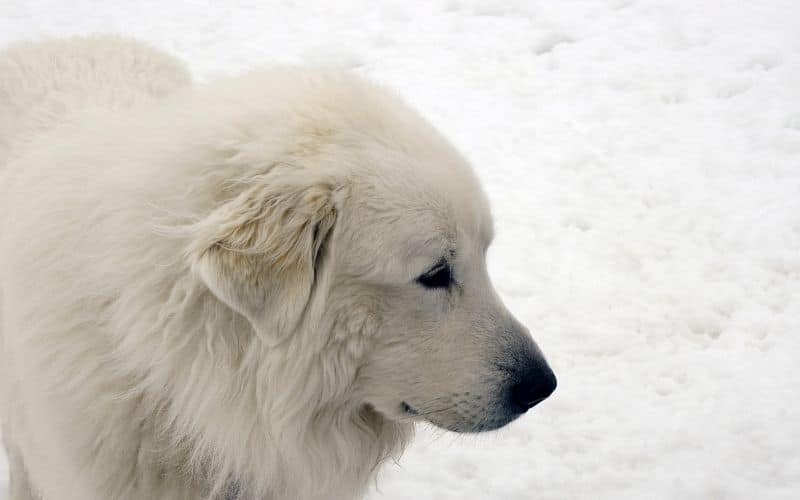 cane dei pirenei da montagna