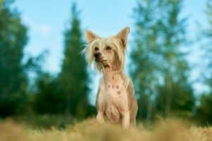 foto di cane crestato cinese 