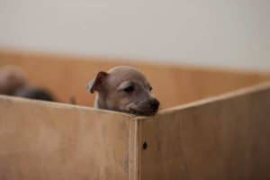 cane piccolo levriero italiano cucciolo 