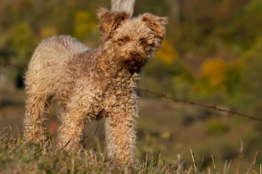 Pumi