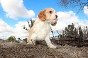 cavapoo cucciolo 