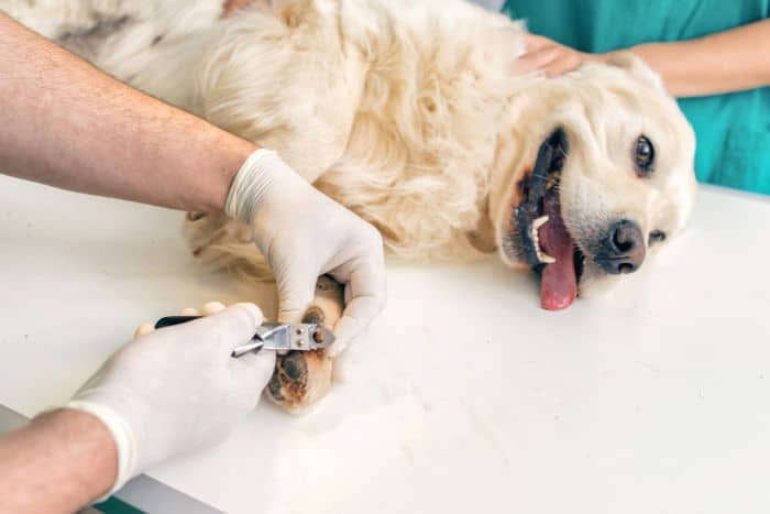 taglio dell'unghia rotta del cane