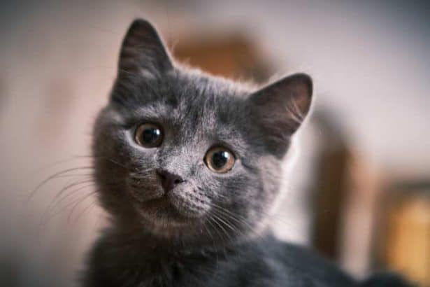 Esempi originali di nomi per i tuoi gatti