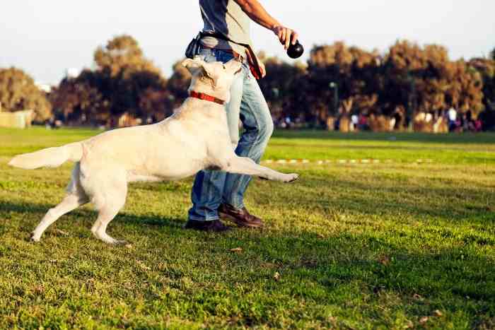 Educatore cinofilo e cane