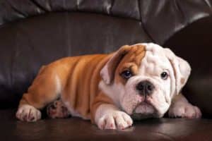 Foto bulldog inglese cucciolo 