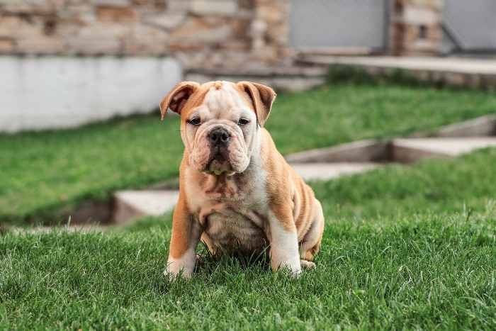 Foto bulldog inglese da cucciolo