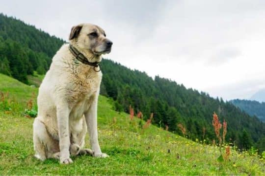 Kangal
