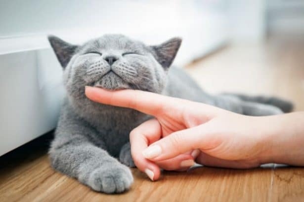 Il comportamento dei gatti