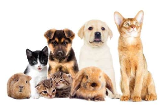 Consigli per la scelta di un animale domestico: cosa considerare