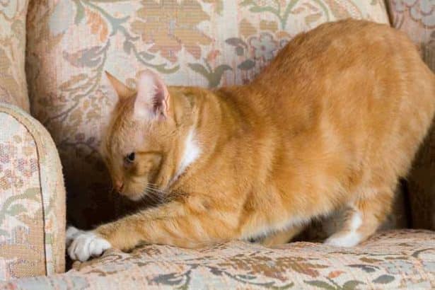 Come insegnare al gatto a non graffiare?
