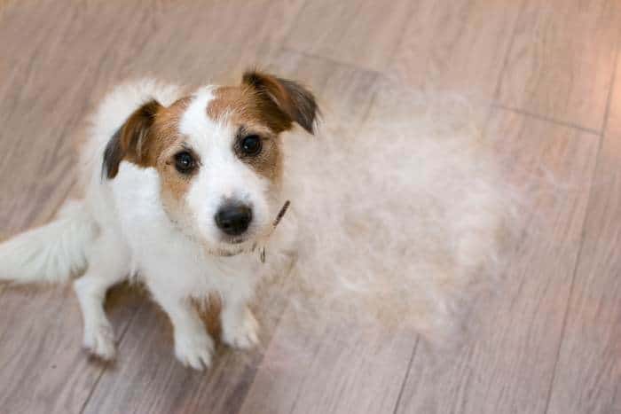Foto di pelo del cane