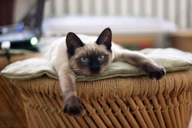 Come scegliere un gatto da appartamento