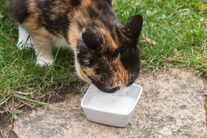 foto di come far bere il gatto