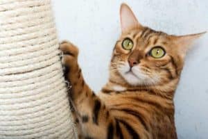 Foto di come insegnare al gatto a non graffiare: il tiragraffi