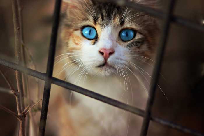 esempio di razze di gatti con occhi azzurri