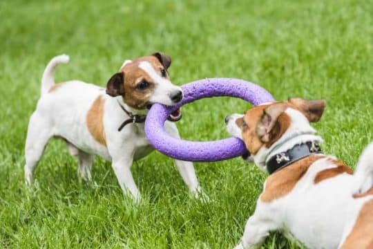 I migliori giochi e attività per animali domestici