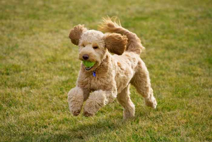 Foto di Goldendoodle