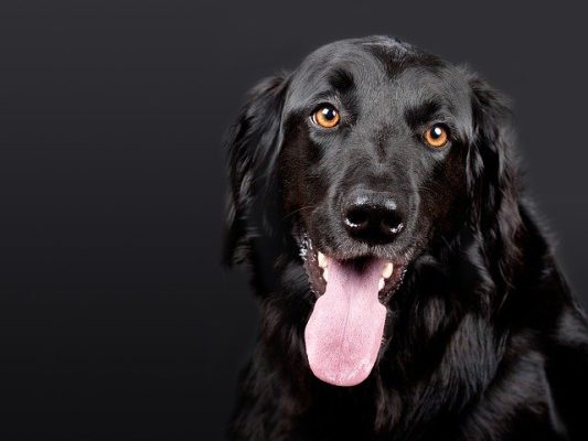 Hovawart cuccioli e adulti: da sapere prima di comprare