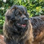 leonberger gigante