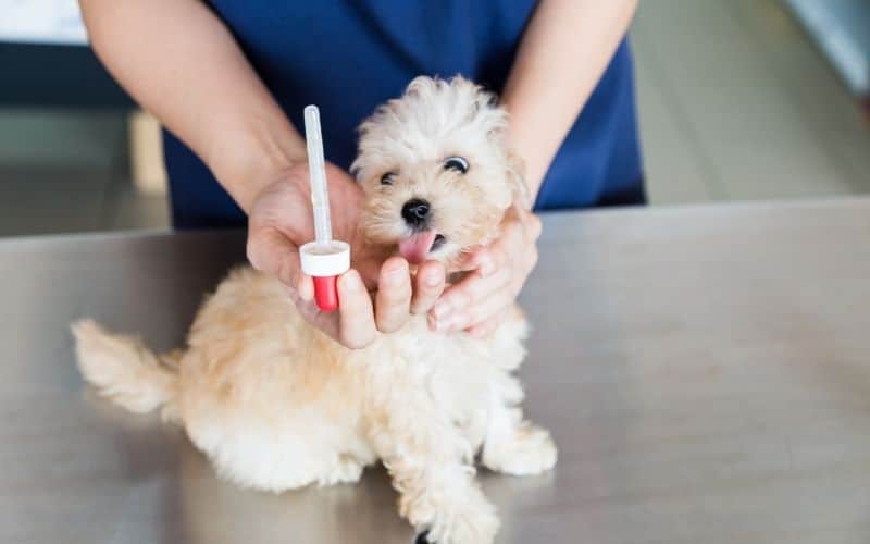 malattie dei cani di piccola taglia